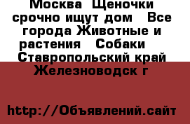 Москва! Щеночки срочно ищут дом - Все города Животные и растения » Собаки   . Ставропольский край,Железноводск г.